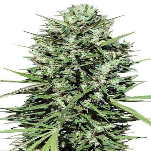 Ace Seeds - Morocco Beldia Kif